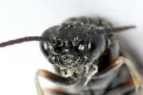 Réf. 223 212 : Periclista lineolata